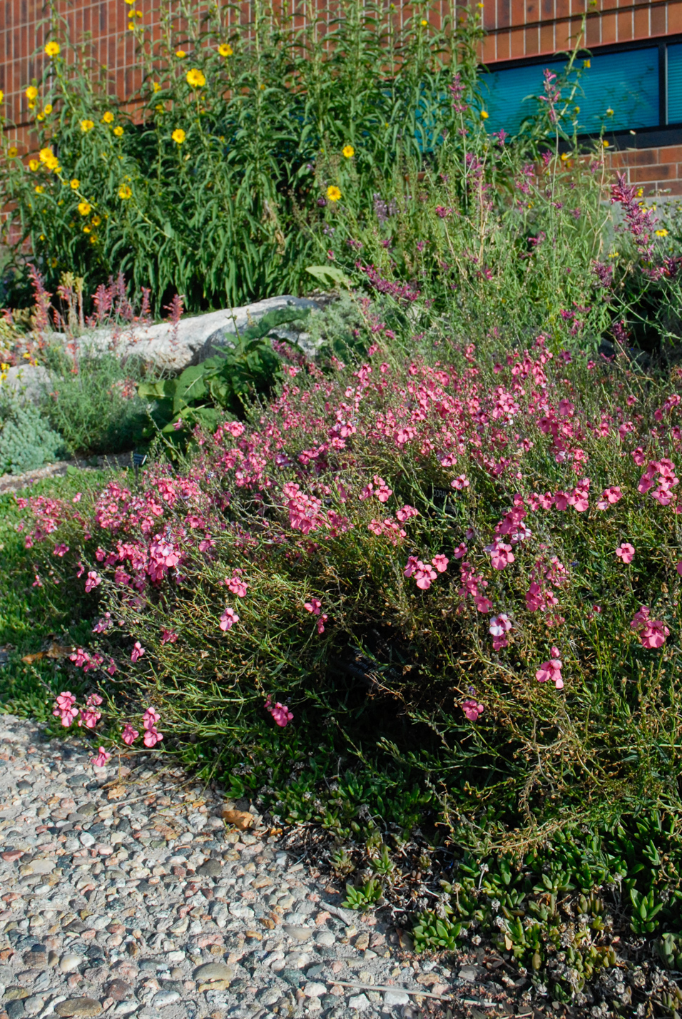 Coral Canyon Twinspur